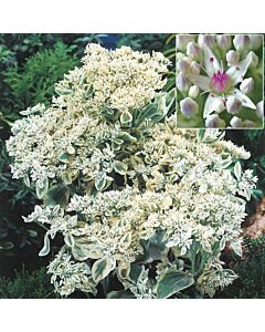 Седум /sedum Frosty morn/ 1 бр