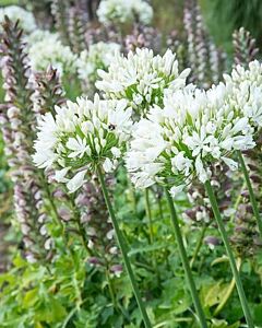 Агапантус / Agapanthus 'Albiflora' / 1 бр