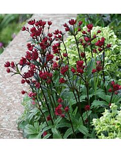 Астранция /Astrantia Claret/ 1 корен