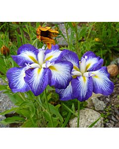 Ирис / Iris ensata Gusto / 1 бр