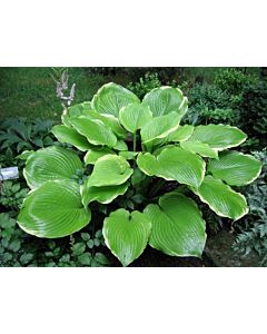Хоста /Hosta Winter Snow / 1 бр