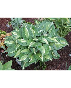 Хоста -Hosta Snake Eyes - 1 бр				