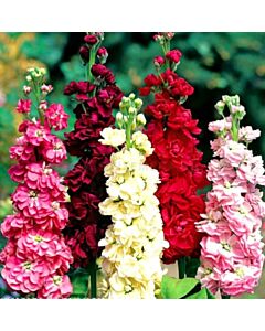 Шибой Mammouth Excelsior Polonia formula - Matthiola incana (0.50g) - Legutko