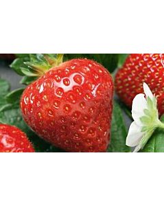 Ягоди Гигана, размер А /FRAGARIA S. GIGANA/