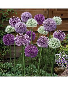 Декоративен лук large-flowered  mix/ 10/12