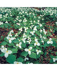 Трилиум grandiflorum/ 1 бр