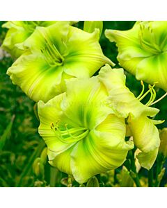 Хемерокалис /HEMEROCALLIS TEQUILA AND LIME	/ 1 бр