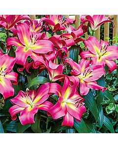 Лилиум  / Lilium ot-hybrids 'Empoli' / 1 бр