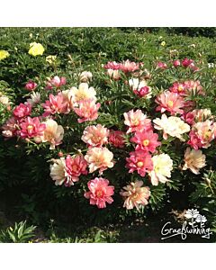 Дървовиден божур /PAEONIA ITOH JULIA ROSе/ 1 бр