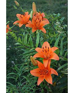 Лилиум  / Lilium asiatic 'Tresor' / 1 бр