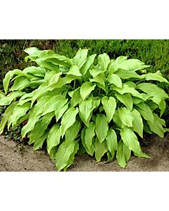 Хоста / Hosta Honeybells / 1 бр