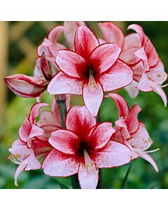 Амарилис / Amaryllis Charisma / 1 бр