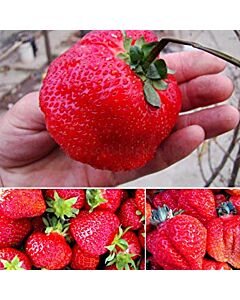 Ягоди Maxima / Fragaria Ananassa Maxima / 