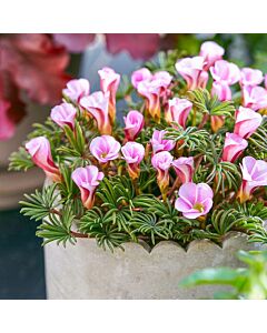 Оксалис /Oxalis versicolor Autumn Pink'/ 1 бр