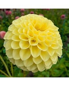 Далия / Dahlia 'Boom Boom Yellow'' / 1 корен