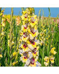 Гладиол /Gladiolus  'Oracle' /1 бр