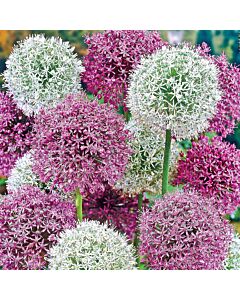 Декоративен Лук Large flowering Mix / Allium Large flowering Mix / 1 бр