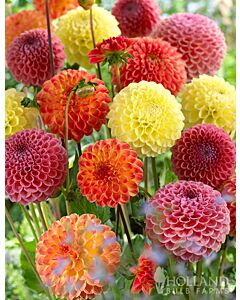 Далия микс - Dahlia Ball Striped Mixed - 4 бр.