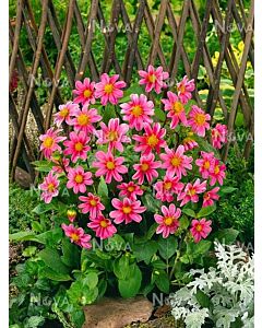 Далия / Dahlia topmix pink/ 1 корен