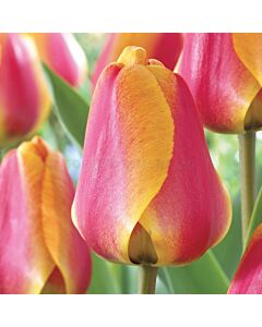 Лале /Tulip Apeldoorn's Elite/ 1 бр
