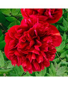 Божур /Paeonia Diana parks / 1 корен