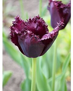 Лале Black Jewel 1 бр 