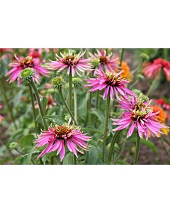 Ехинацея /  Echinacea Indiaca / 1 бр				