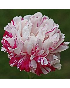 Божур-Paeonia Candy Stripe - 1 бр			