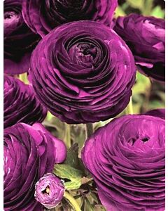 Ранункулус Tomer purple