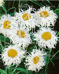 Маргаритка кичеста - Leucanthemum Old Court Variety - 1 бр