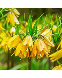 Фритилария /Fritillaria imperialis 'Early Magic''/ 1 бр