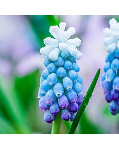 Мускари /Muscari aucheri 'Sky Blue'/ 1 бр