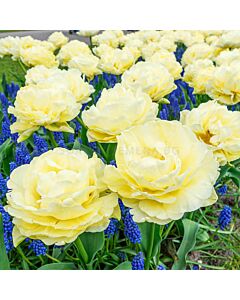 Лале /Tulips double early 'Avant Garde' / 1 бр