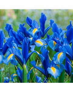Ирис  /Iris 'Sapphire Beauty'/ 1 бр
