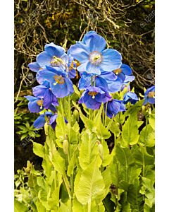 Син мак - Meconopsis Betonicifolia - 1бр 				