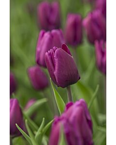 Лале Purple Rain/ 11/12