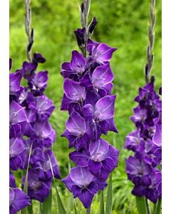 гладиол Violetta 