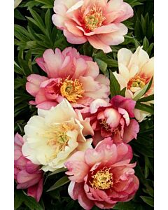Дървовиден божур /PAEONIA CANARY BRILLIANTS	/ 1 бр