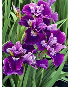 Ирис кичест лилаво с бяло / iris germanica lady vanessa / 1 оп