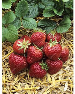 Ягоди Флоренс, размер А+ /FRAGARIA FLORENCE/