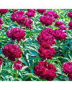 Божур /Paeonia Peter brand / 1 корен