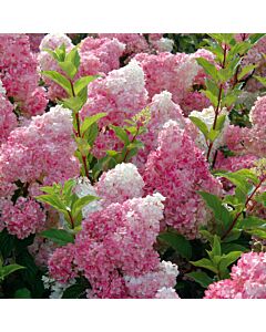 Хортензия двуцветна бяло/розово / Hydrangea Vanille Fraise/ 1 бр фиданка			