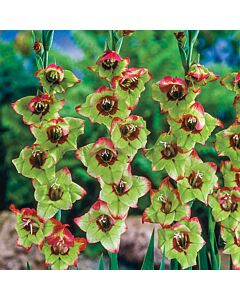 Гладиол /Gladiolus  'Flevo Laguna '/1 бр