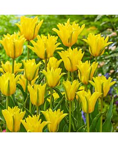 Лале двойно Lily-Flowering Yellow Spider/ Tulip