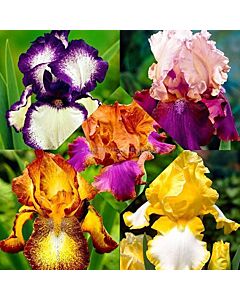 Ирис / Iris germanica mix / 1 оп- 3 бр