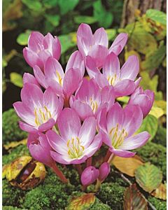 Колхикум /есенен минзухар / Colchicum Rosy Dawn 1 бр
