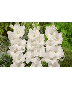 Гладиоли Бангладеш / Gladiolus Bangladesh / 1 бр