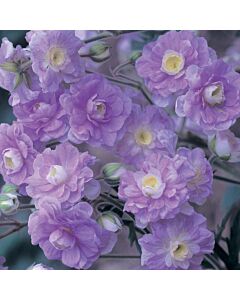 Здравец / Geranium Pratense Summer Skies / 1 бр