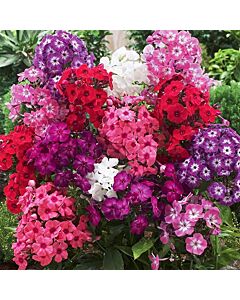 Флокс микс / Phlox Mixed / 1 оп ( 5 луковици )