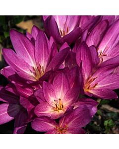 Колхикум /есенен минзухар / Colchicum Violet Queen 1 бр